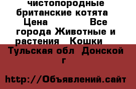 чистопородные британские котята › Цена ­ 10 000 - Все города Животные и растения » Кошки   . Тульская обл.,Донской г.